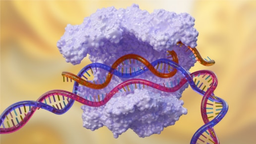 CRISPR controls- 3D model of CRISPR cas9 enzyme