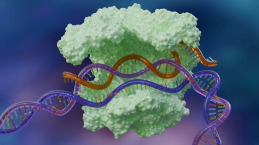 CRISPR interference- 3D model of CRISPR cas9 enzyme