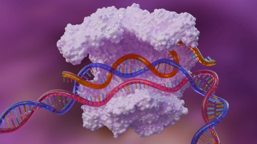 CRISPR knock-out- 3D model of CRISPR cas9 enzyme
