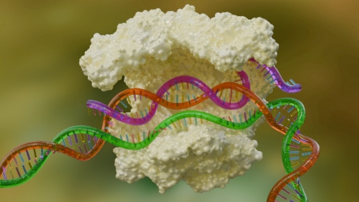 CRISPR knock-in- 3D model of CRISPR cas9 enzyme