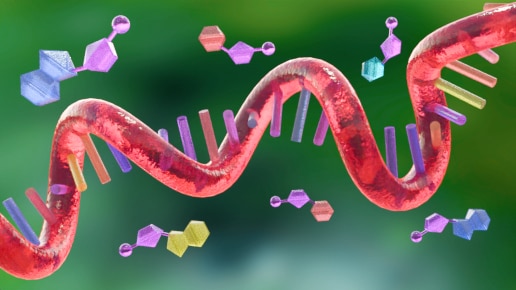 siRNA- Single stranded RNA and antisense oligonucleotides 