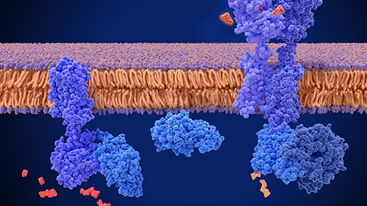  Cell lines by research area