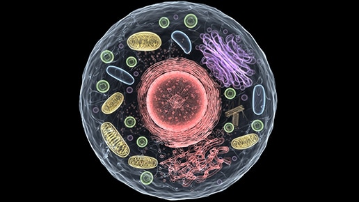 Human KO HAP-1 cells