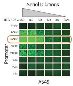 a549 serial dilutions