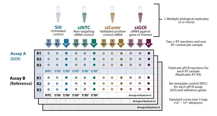 biological replicate qpcr layout