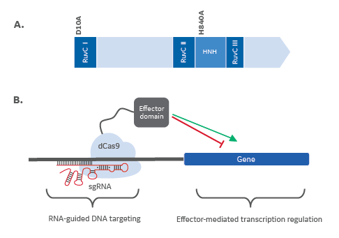 crispri crispra mutations transcription