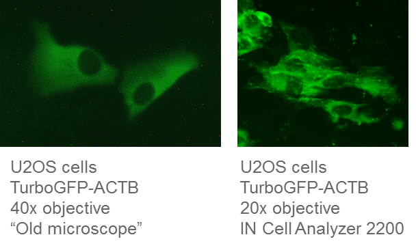 in cell 2200 hdr mediated fluorescent knock in