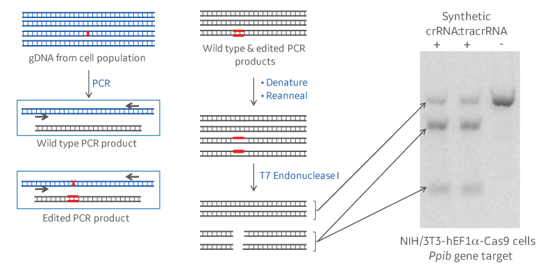 schematic example dna mismatch detection assay