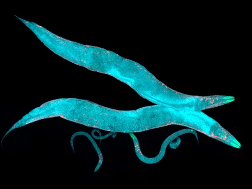 C.elegans imagery