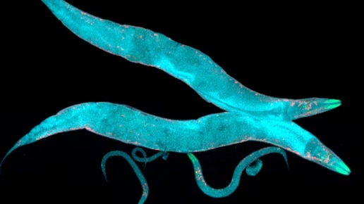 C.elegans imagery