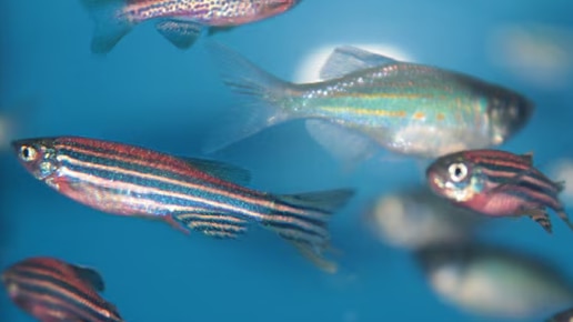 Danio reio (Zebrafish) image