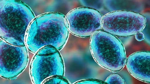 Yeast cells imagery
