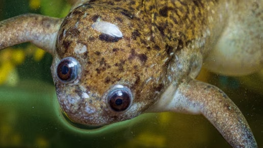 Xenopus laevis – African clawed frog image