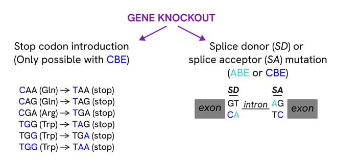 Gene KO image final