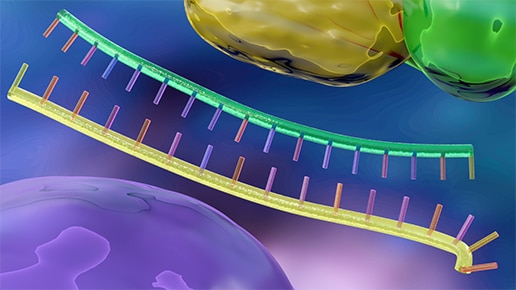 RNAi reagent controls – Double stranded RNA
