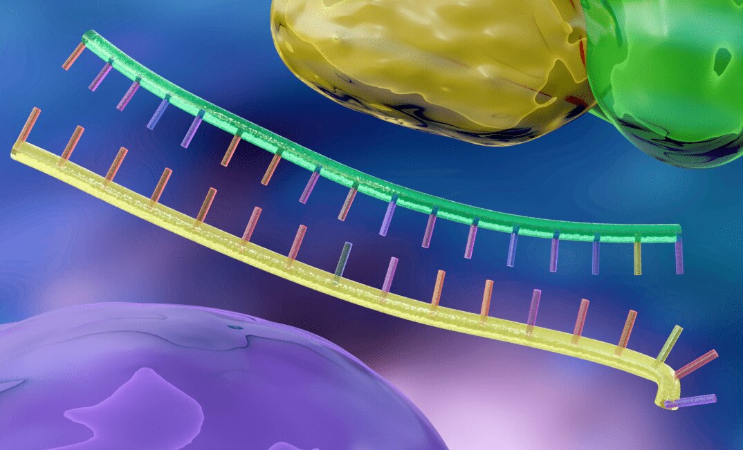 RNAi controls – double stranded RNA