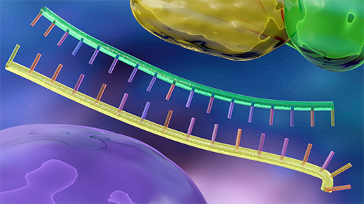 RNAi reagent controls – Double stranded RNA
