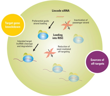 siRNA modifications