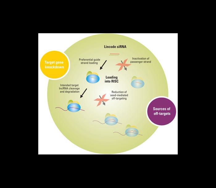 Modifications to enhance function and reduce off-targets
