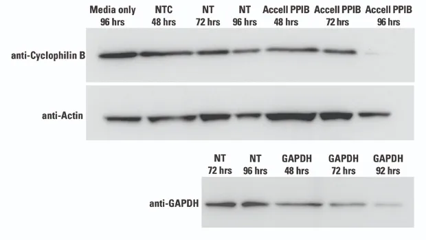 P8 mouse brain slices