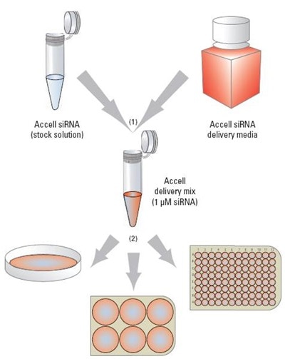 Accell gene silencing workflow
