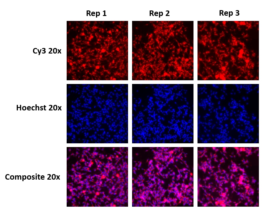 Efficient delivery of Accell Red Non-targeting Control siRNA