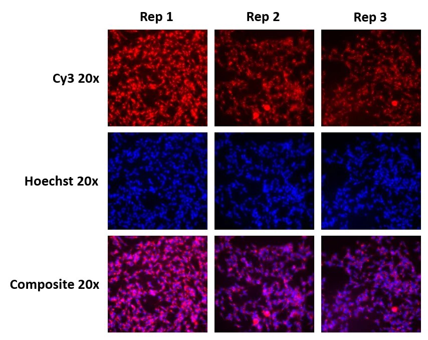 Efficient delivery of Accell Red Cyclophilin-B Control siRNA