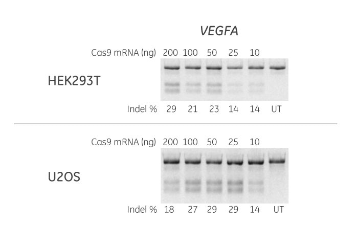 Cas9 nuclease mRNA dose curve for efficient gene editing