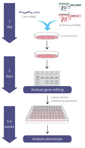 Gene knockout workflow using Cas9 nuclease mRNA & Edit-R synthetic guide RNA Edit-R Cas9 nuclease mRNA workflow