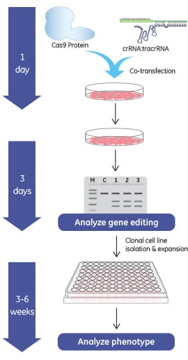 Cas9 protein workflow