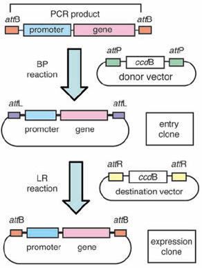 Yeast YFP Fusion Strain Cloning Strategy