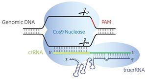 Illustration of Cas9 nuclease (light blue), programmed by the tracrRNA (blue) : crRNA (green) complex cutting both strands of genomic DNA 5' of the protospacer-adjacent motif (PAM) (red).