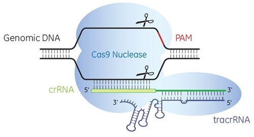 Cas9 nuclease is programmed by crRNA:tracrRNA to specifically cleave target DNA CD96A9DAC1B64888A38CDE1751EAB9E4