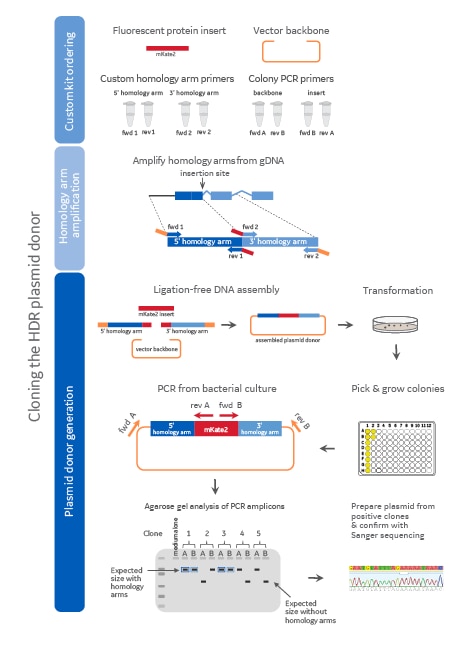 Diagram of the plasmid donor cloning workflow