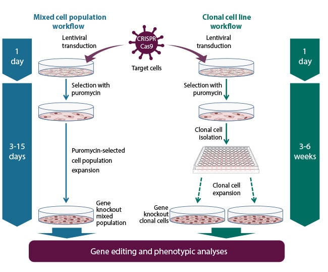 Edit-R predesigned all-in-one lentiviral sgRNA workflow