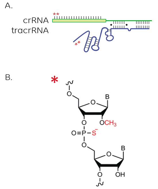 Position and structure of modifications for improved nuclease resistance