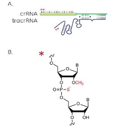Position and structure of modifications for improved nuclease resistance on Edit-R synthetic crRNA and tracrRNA