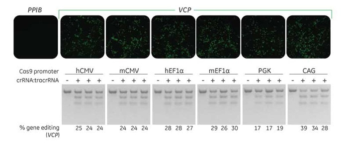 Functional protein knockout of VC