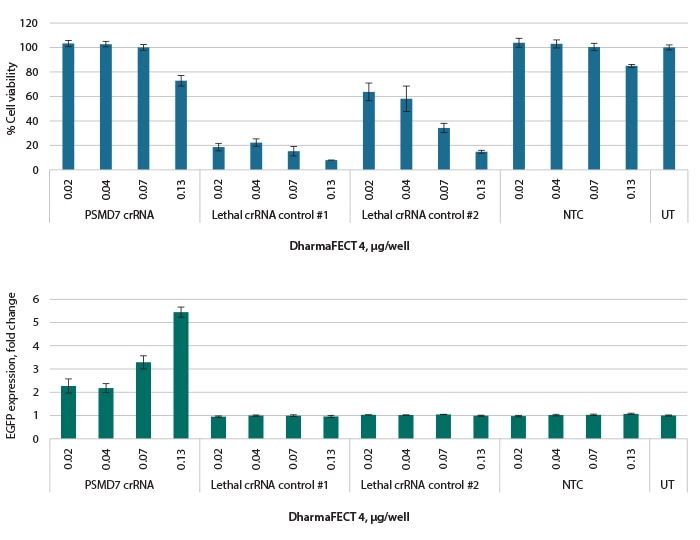 Optimal transfection conditions for cell death