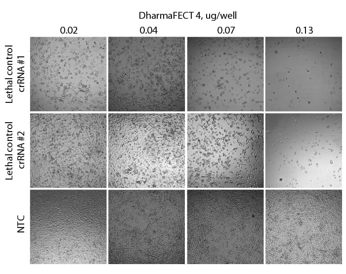 Loss of cell viability in Cas9-expressing cells