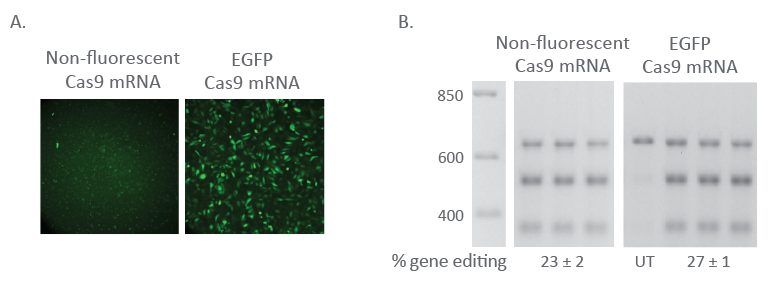 Fluorescent Cas9 nuclease mRNA maintains editing efficiency