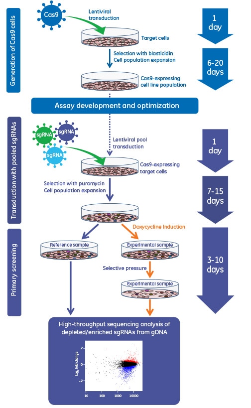 Gene knockout workflow using the inducible lentiviral Cas9