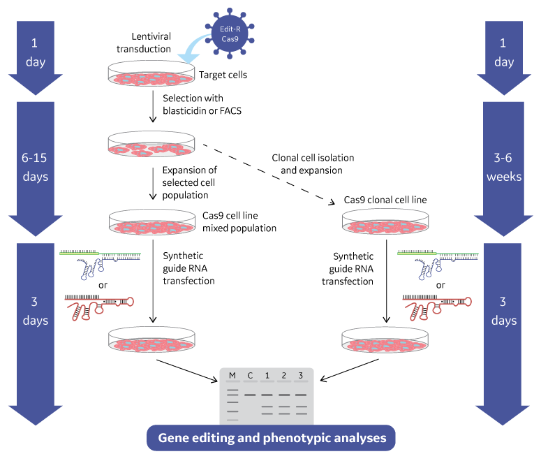 Gene knockout workflow using the lentiviral Cas9 nuclease