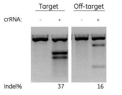 Designs with gaps & mismatches can cause off-target cleavage