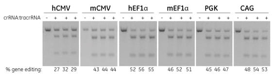 Efficient gene editing in Cas9-expressing NIH/3T3 cell lines