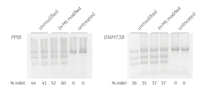 Comparable gene editing of PPIB and DNMT3B