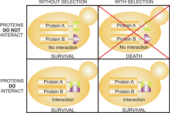Yeast Interactome Collection - Selection Matrix