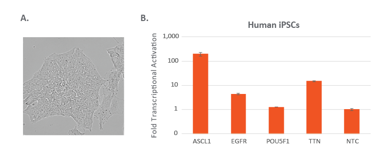 Activation with CRISPRa lentiviral sgRNA in human induced pluripotent stem cells