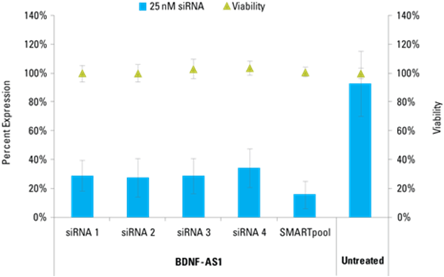 knockdown of bdnf as1 in hndf cells