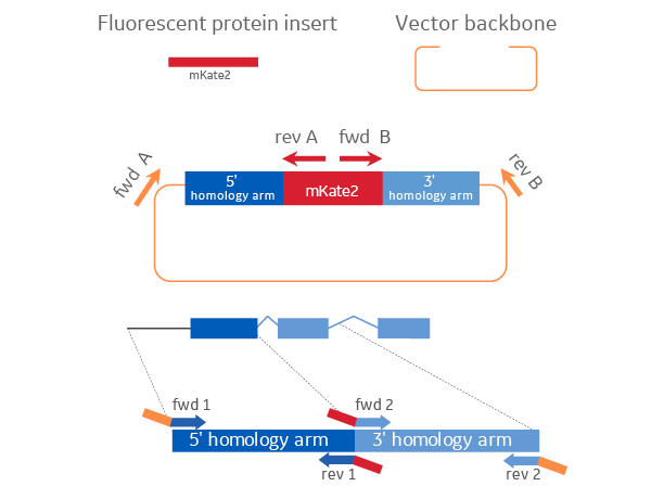 Edit R HDR Plasmid Donors for reporter knock in